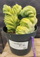 #EC92 EXACT Crested Geometrizans Myrtillo Blue Candle Cactus ”