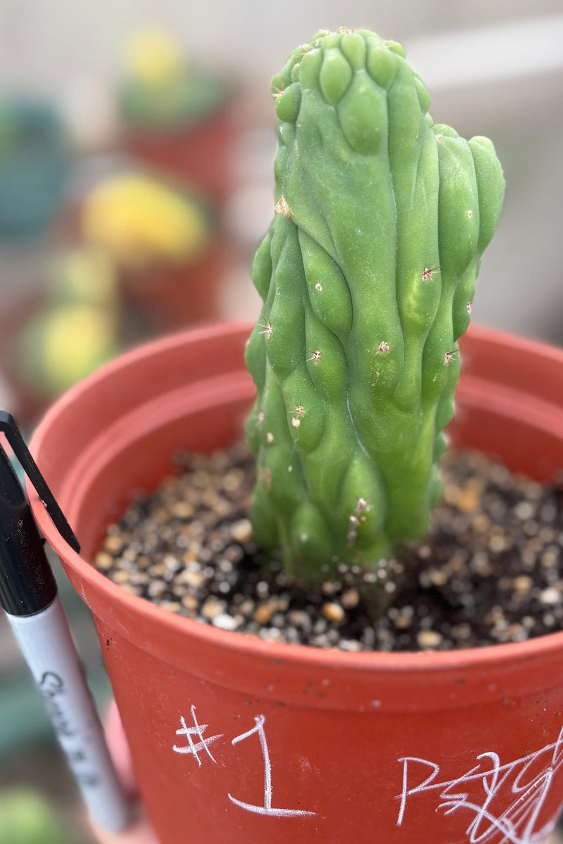 san pedro crested cactus EC93 EXACT Trichocereus Pachanoi San Pedro TPM Crested and Monstrose