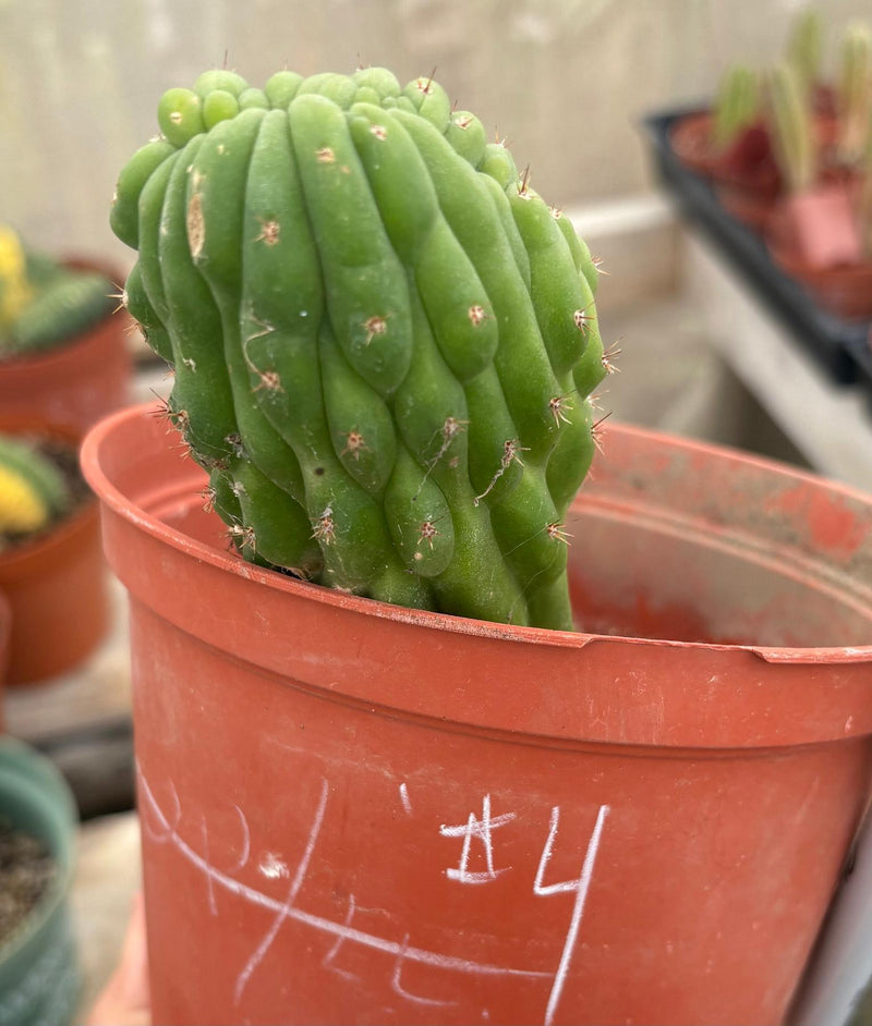 EC93 EXACT Trichocereus Pachanoi San Pedro TPM Crested and Monstrose
