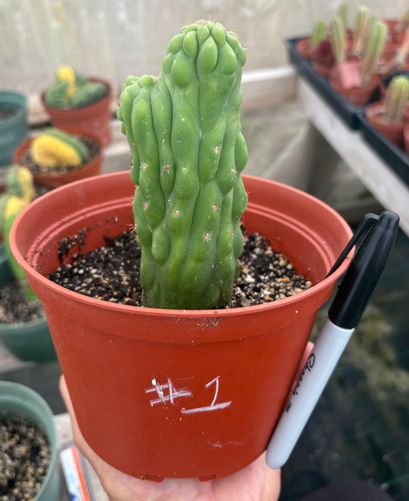 EC93 EXACT Trichocereus Pachanoi San Pedro TPM Crested and Monstrose