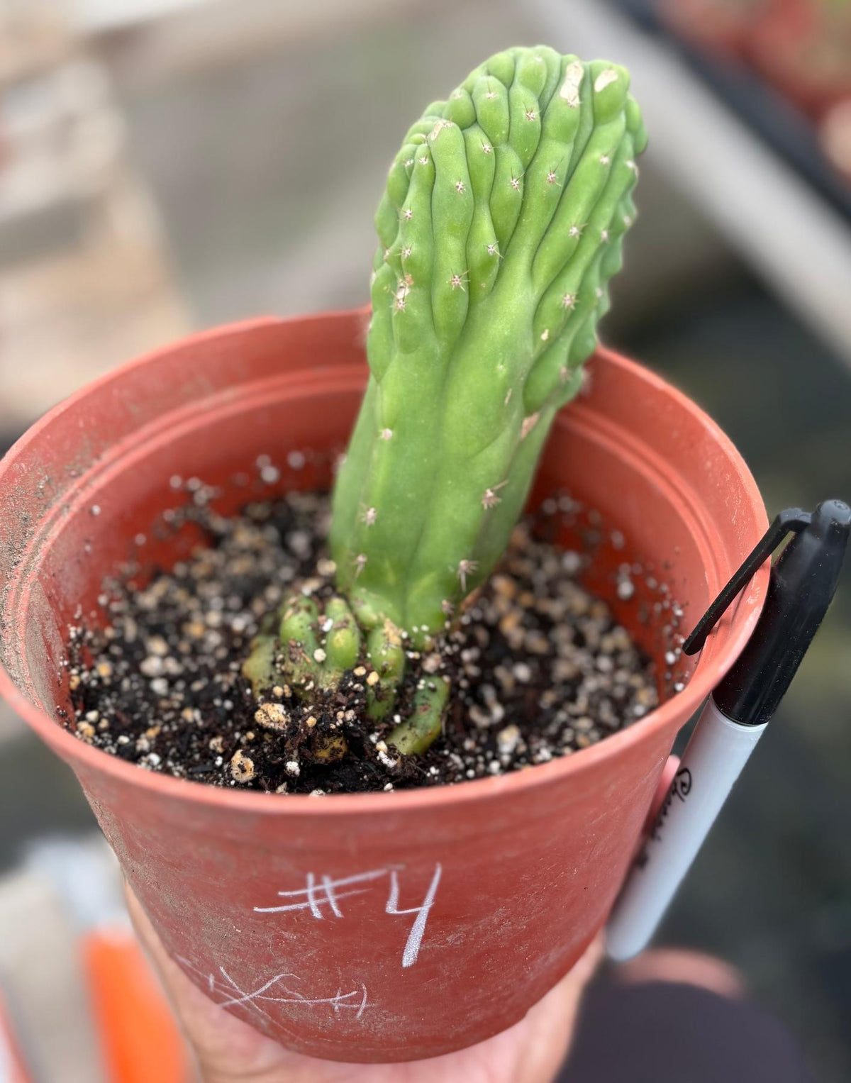 EC93 EXACT Trichocereus Pachanoi San Pedro TPM Crested and Monstrose
