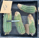 #EC94 Trichocereus Grandiflorus Hybrid Western Peach Cutting