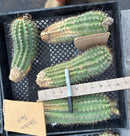 #EC94 Trichocereus Grandiflorus Hybrid Western Peach Cutting