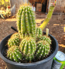 #EC95 EXACT Trichocereus Grandiflorus Hybrid Cactus