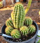 #EC95 EXACT Trichocereus Grandiflorus Hybrid Cactus