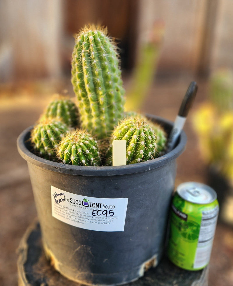 EC95 EXACT Trichocereus Grandiflorus Hybrid Cactus