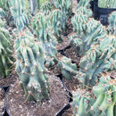 #EC99 EXACT Cereus Peruvianus  Monstrose Cactus Potted 10-12"