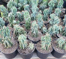 #EC99 EXACT Cereus Peruvianus  Monstrose Cactus Potted 10-12"