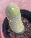 #EC24 EXACT Trichocereus Bridgesii TBM  Penis monstrose Long Form Cactus 10”