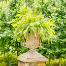 Lovecup French Country Aged Estate Urn L849