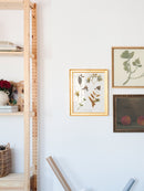 E.D Botanical Study