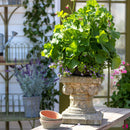 Lovecup French Country Courtyard Garden Pedestal 13" L191