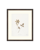 Wild Flowers I