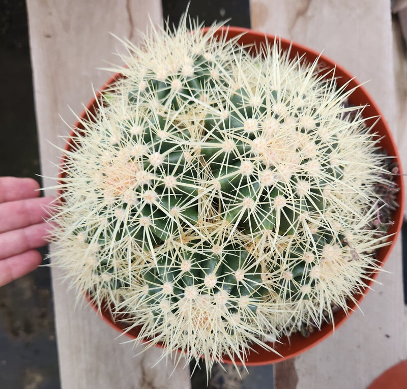 Echinocactus Grusonii Golden Barrel cactus