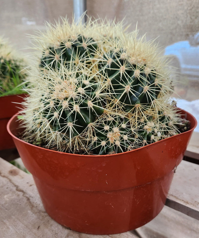 Echinocactus Grusonii Golden Barrel cactus