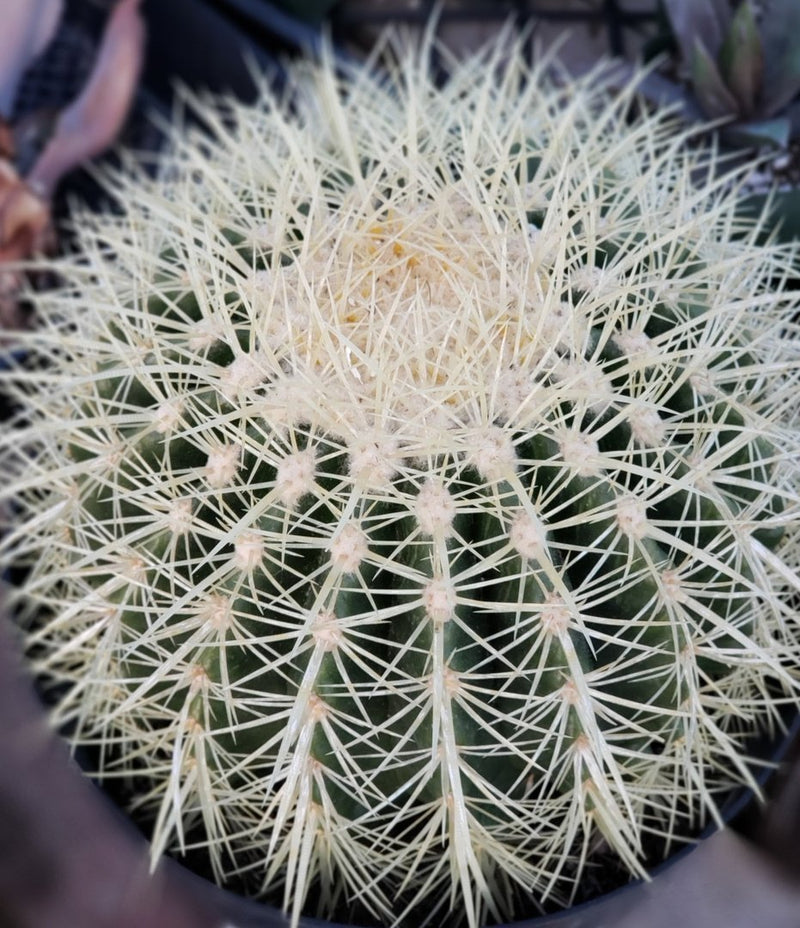 Echinocactus Grusonii Golden Barrel cactus