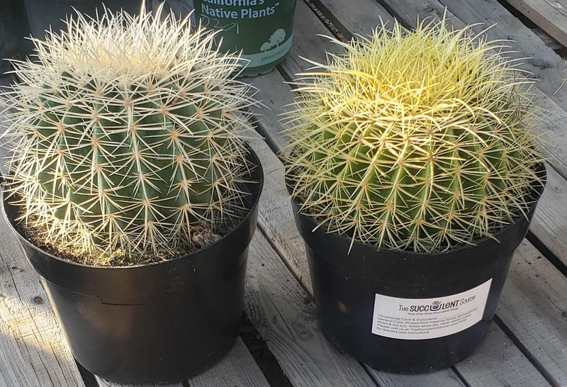 Echinocactus Grusonii Golden Barrel cactus