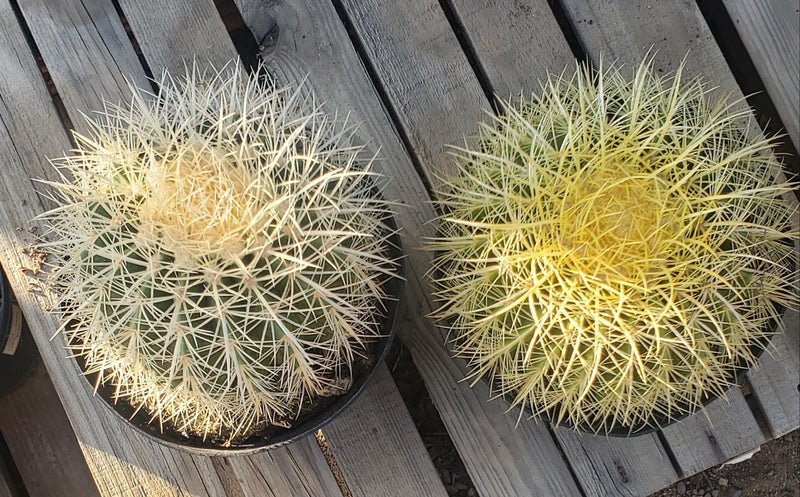 Echinocactus Grusonii Golden Barrel cactus