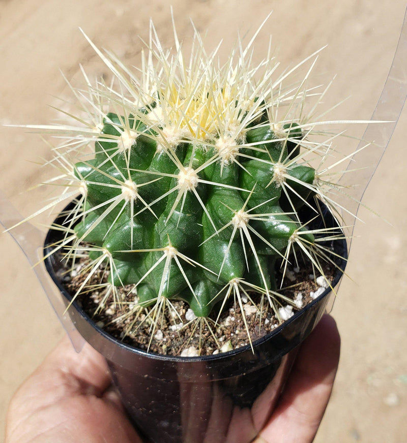 Echinocactus Grusonii Golden Barrel cactus