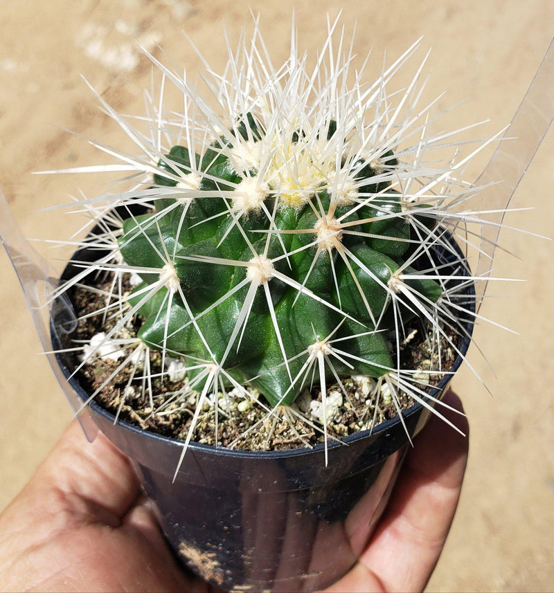 Echinocactus Grusonii Golden Barrel cactus