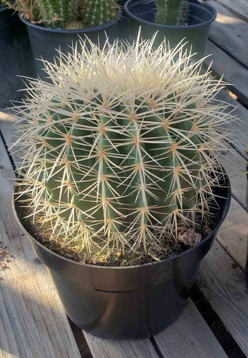 Echinocactus Grusonii Golden Barrel cactus