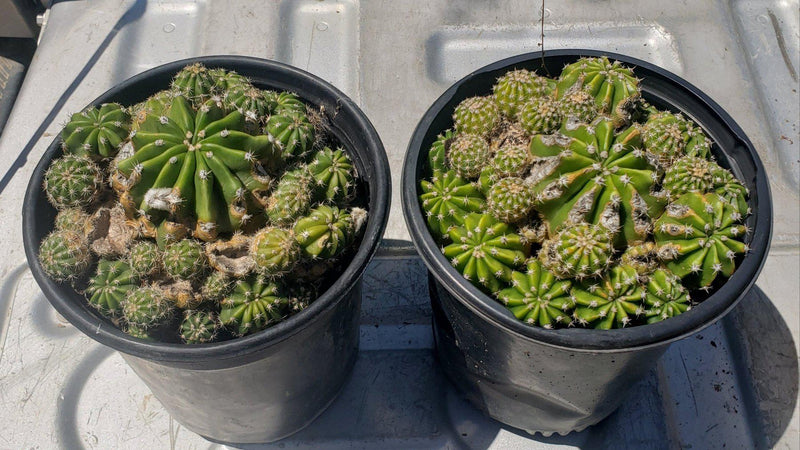 Echinopsis Echinobivia Rainbow Burst Cactus