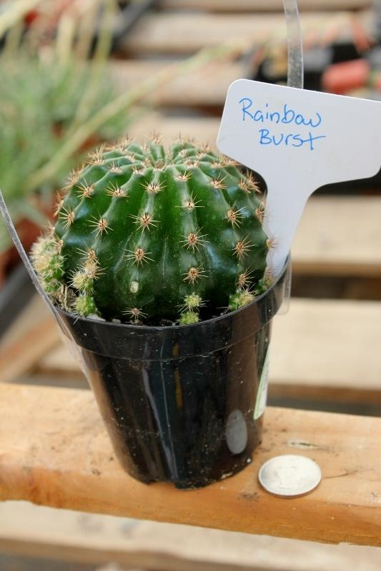 Echinopsis Echinobivia Rainbow Burst Cactus