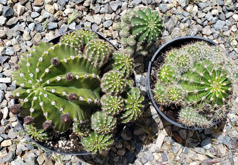 Echinopsis Echinobivia Rainbow Burst Cactus