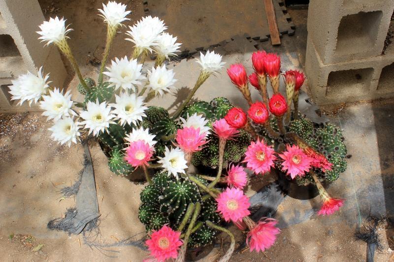 Echinopsis Echinobivia Rainbow Burst Cactus