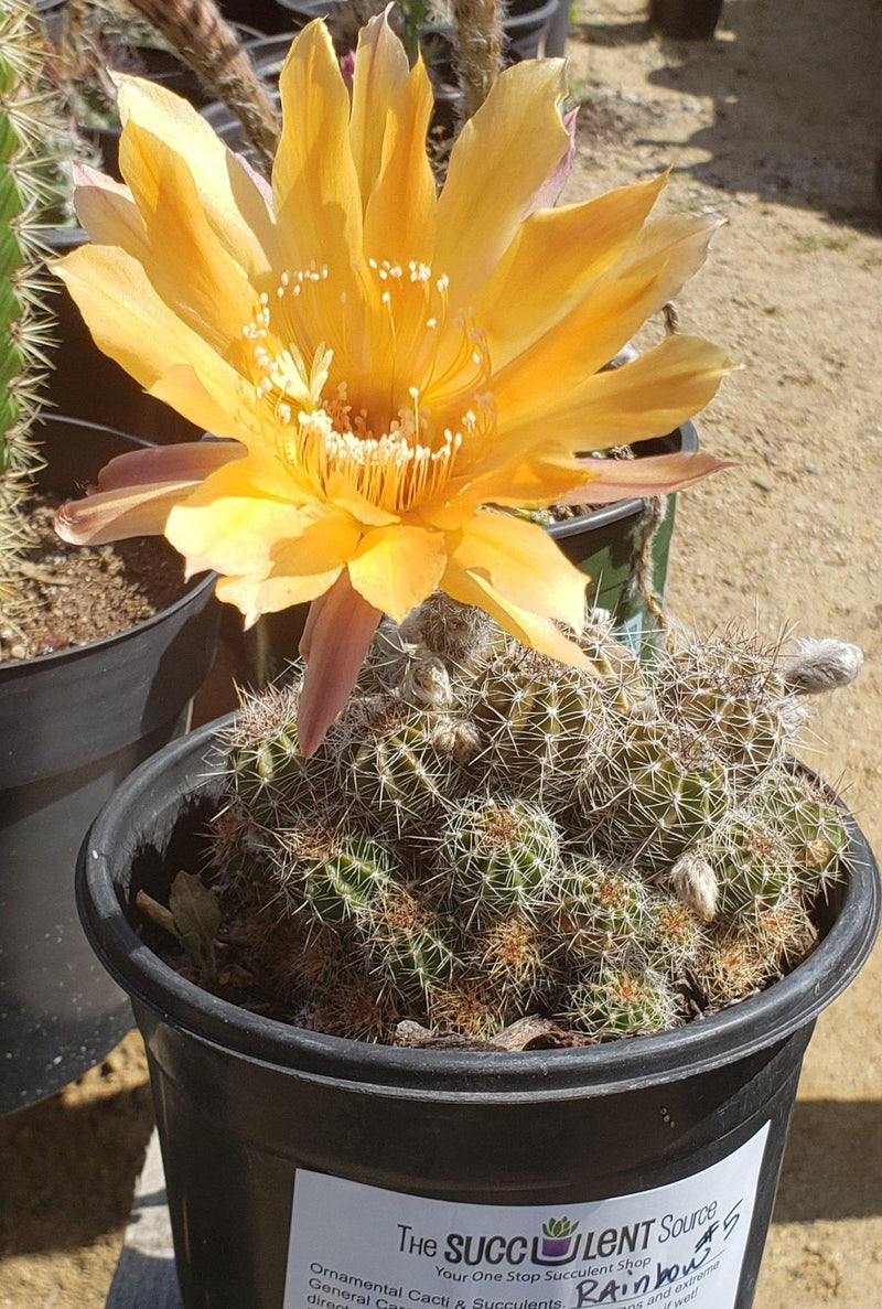 Echinopsis Echinobivia Rainbow Burst Cactus