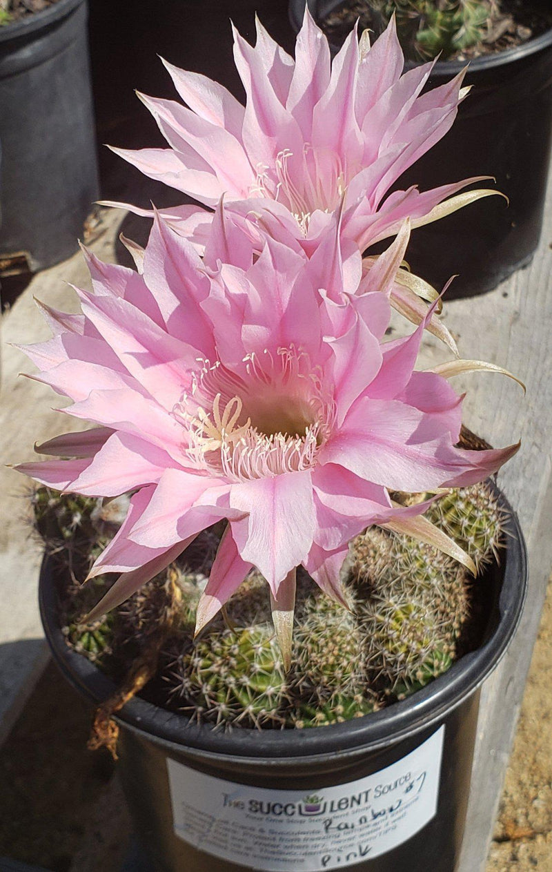 Echinopsis Echinobivia Rainbow Burst Cactus