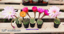 Echinopsis Echinobivia Rainbow Burst Cactus