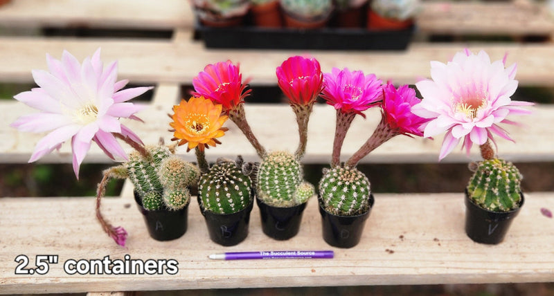 Echinopsis Echinobivia Rainbow Burst Cactus