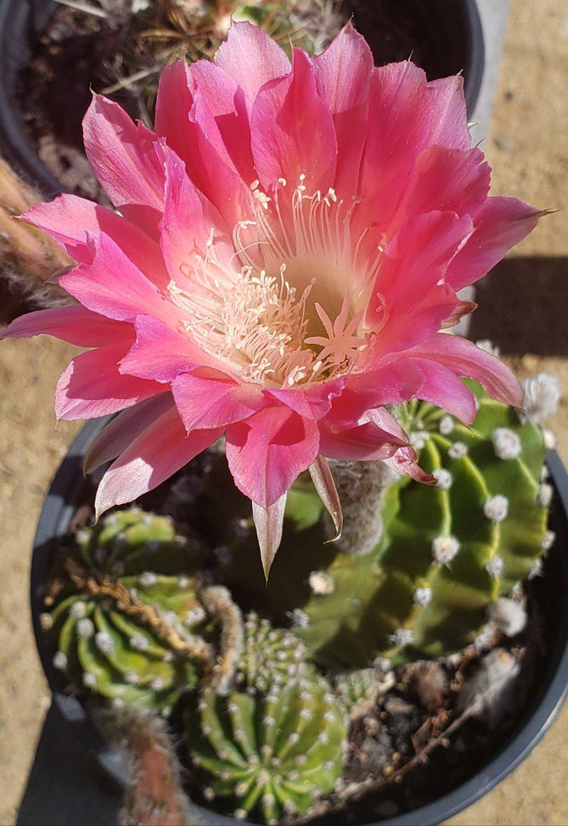 Echinopsis Echinobivia Rainbow Burst Cactus