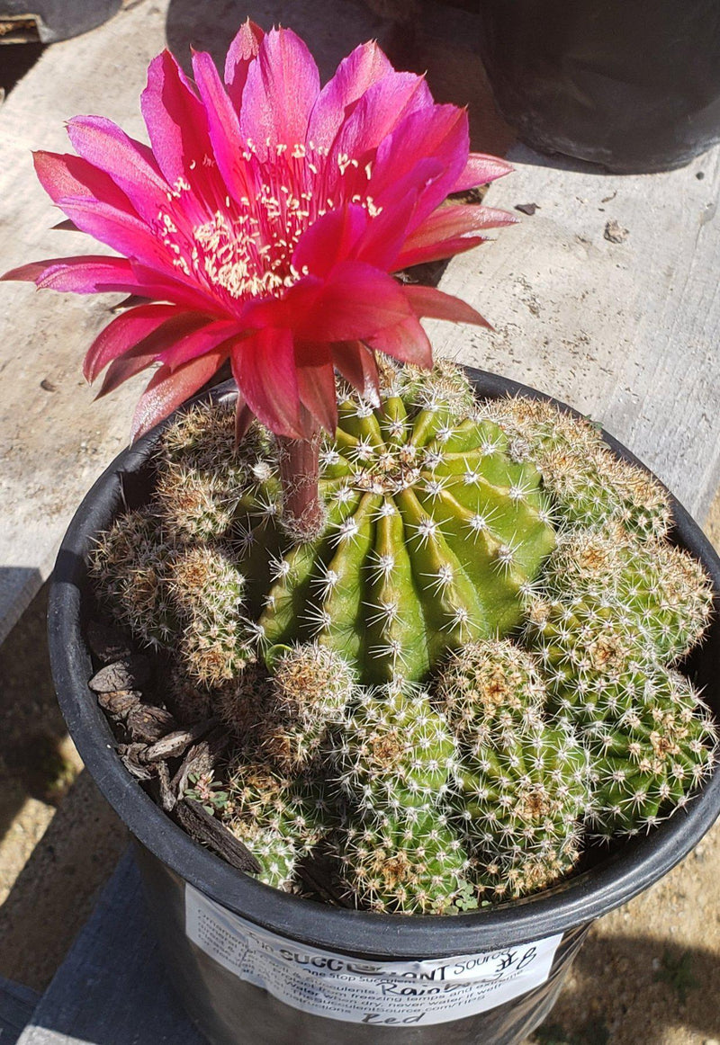 Echinopsis Echinobivia Rainbow Burst Cactus