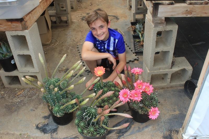 Echinopsis Echinobivia Rainbow Burst Cactus