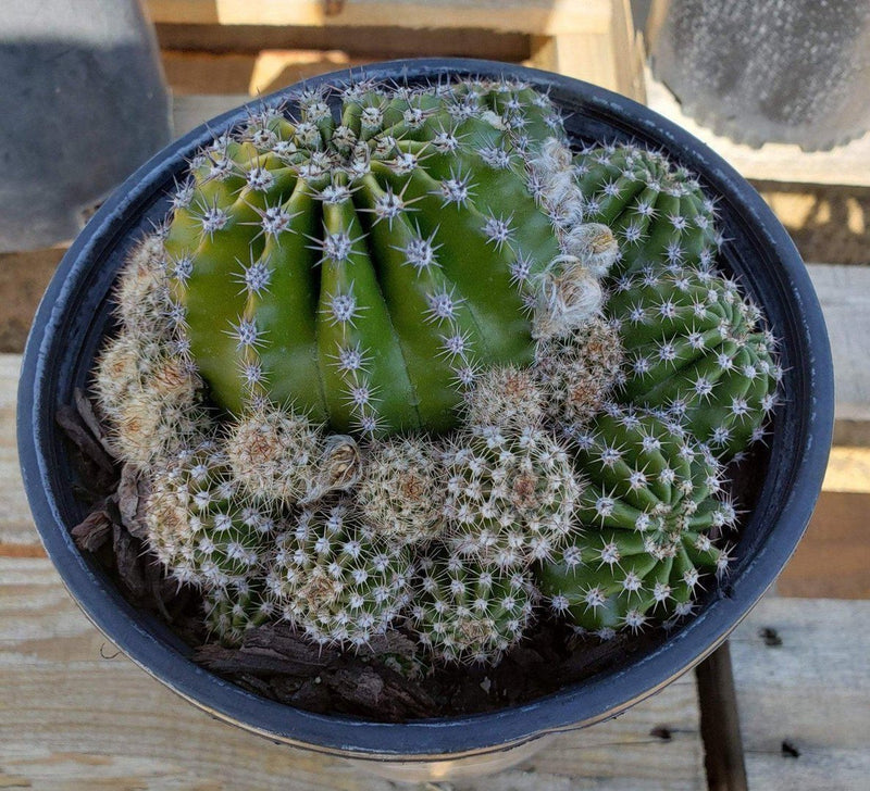 Echinopsis Echinobivia Rainbow Burst Cactus