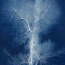 Electrified Oak