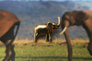 Elephant Gold Lapel Pin