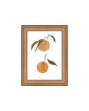 Oranges II