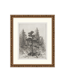 Pine Etching