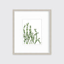 Eucalyptus - Limited Edition Paper Print