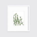 Eucalyptus - Limited Edition Paper Print
