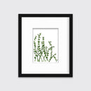 Eucalyptus - Limited Edition Paper Print
