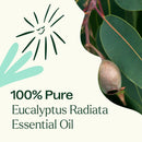 Eucalyptus Radiata Essential Oil