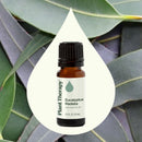 Eucalyptus Radiata Essential Oil