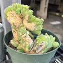 #EC190 EXACT Trichocereus Bridgesii Monstrose Crest TBMC Ornamental Cactus