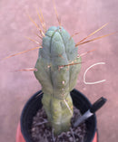 #EC14 Exact Trichocereus Bridgesii "Jiimz Twin Spine" Potted Cactus A-E