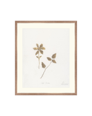Wild Flowers I