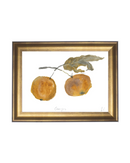 Oranges